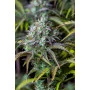Сорт семян каннабиса BIG BUD Auto