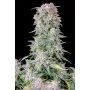 Сорт семян каннабиса AFGHAN KUSH Auto