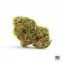 Насіння конопель AUTO AK від Bulk Seed Bank у Smartshop-smartshop.ua®