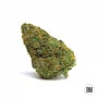 Cannabis seeds AUTO AMNESIA PLATINUM from Bulk Seed Bank at Smartshop-smartshop.ua®