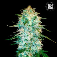 AUTO AMNESIA PLATINUM - Bulk Seed Bank