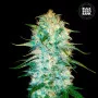 Cannabis seeds AUTO AMNESIA PLATINUM from Bulk Seed Bank at Smartshop-smartshop.ua®