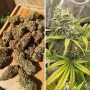 Cannabis seeds Auto Banana Punch Feminised Silver from Error Seeds at Smartshop-smartshop.ua®