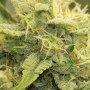 Cannabis seeds Auto Banana Punch Feminised Silver from Error Seeds at Smartshop-smartshop.ua®