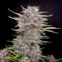 Cannabis seeds Auto Banana Punch Feminised Silver from Error Seeds at Smartshop-smartshop.ua®