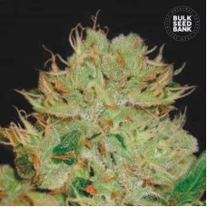AUTO BIGGER BUD - Bulk Seed Bank