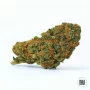 Насіння конопель AUTO BUBBLEGUM EXTRA від Bulk Seed Bank у Smartshop-smartshop.ua®