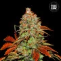 Насіння конопель AUTO BUBBLEGUM EXTRA від Bulk Seed Bank у Smartshop-smartshop.ua®