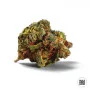 Cannabis seeds AUTO CARAMEL KING from Bulk Seed Bank at Smartshop-smartshop.ua®