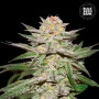 Cannabis seeds AUTO CARAMEL KING from Bulk Seed Bank at Smartshop-smartshop.ua®