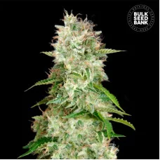AUTO CHEESE - Bulk Seed Bank