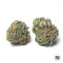 Cannabis seeds AUTO CHRONICAL from Bulk Seed Bank at Smartshop-smartshop.ua®