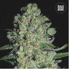 AUTO CHRONICAL - Bulk Seed Bank
