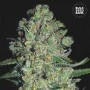 Cannabis seeds AUTO CHRONICAL from Bulk Seed Bank at Smartshop-smartshop.ua®