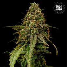 AUTO COFFE ROCKET - Bulk Seed Bank