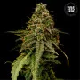Cannabis seeds AUTO COFFE ROCKET from Bulk Seed Bank at Smartshop-smartshop.ua®