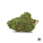 Насіння конопель AUTO CRITICAL від Bulk Seed Bank у Smartshop-smartshop.ua®