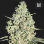 Насіння конопель AUTO CRITICAL від Bulk Seed Bank у Smartshop-smartshop.ua®