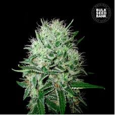 AUTO DEVIL’S KISS - Bulk Seed Bank