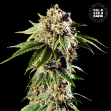 AUTO DOSIDOS ROCKETOS - Bulk Seed Bank