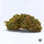 Cannabis seeds AUTO DUBAI POISON from Bulk Seed Bank at Smartshop-smartshop.ua®