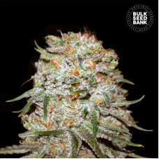 AUTO EAST RYDER - Bulk Seed Bank