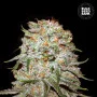 Насіння конопель AUTO EAST RYDER від Bulk Seed Bank у Smartshop-smartshop.ua®