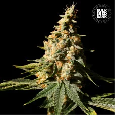 AUTO EXTRA MINTZ- Bulk Seed Bank