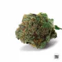 Насіння конопель AUTO GOOD WILD SHARK від Bulk Seed Bank у Smartshop-smartshop.ua®