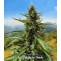 Cannabis seed variety Auto Goverla Fem