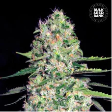 AUTO JACK HAIR - Bulk Seed Bank