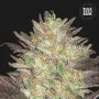 Семена конопли AUTO KALI’S lavender от Bulk Seed Bank в Smartshop-smartshop.ua®