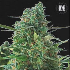 AUTO NBA DIESEL - Bulk Seed Bank