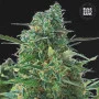 Насіння конопель AUTO NBA DIESEL від Bulk Seed Bank у Smartshop-smartshop.ua®