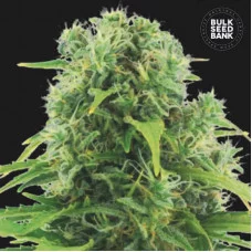 AUTO NORTHERN LIGHT - Bulk Seed Bank