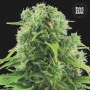 Семена конопли AUTO NORTHERN LIGHT от Bulk Seed Bank в Smartshop-smartshop.ua®