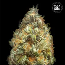AUTO ORIGINAL ORANGE BUD - Bulk Seed Bank