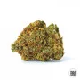 Cannabis seeds AUTO PERFECT POWER PLANT from Bulk Seed Bank at Smartshop-smartshop.ua®