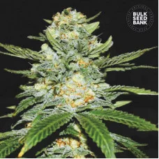 AUTO PERFECT POWER PLANT - Bulk Seed Bank
