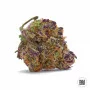 Cannabis seeds AUTO PURPLE GLAM KUSH from Bulk Seed Bank at Smartshop-smartshop.ua®