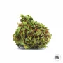 Семена конопли AUTO SPECIAL SKUNK от Bulk Seed Bank в Smartshop-smartshop.ua®
