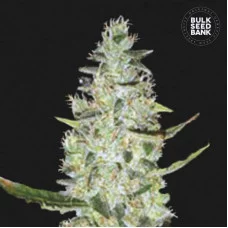 AUTO SPECIAL SKUNK - Bulk Seed Bank