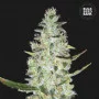 Семена конопли AUTO SPECIAL SKUNK от Bulk Seed Bank в Smartshop-smartshop.ua®