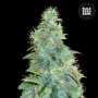 Семена конопли AUTO SWEET TOOTH от Bulk Seed Bank в Smartshop-smartshop.ua®