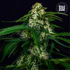 AUTO WATERMELON JAM - Bulk Seed Bank