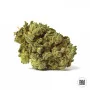 Cannabis seeds AUTO WHITE PRUSSIAN from Bulk Seed Bank at Smartshop-smartshop.ua®