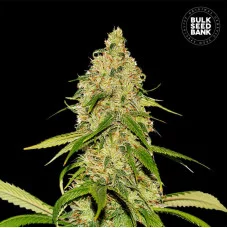 AUTO CBD WHITE WIDOW - Bulk Seed Bank