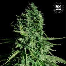 CBD CHEESE - Bulk Seed Bank