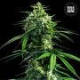 Насіння конопель CBD INDICA KING від Bulk Seed Bank у Smartshop-smartshop.ua®