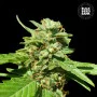 Насіння конопель CBD NEPAL GOLD від Bulk Seed Bank у Smartshop-smartshop.ua®